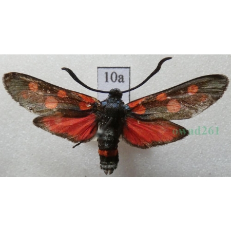 Zygaena ephialtes (Linnaeus, 1767) Kraśnik goryszowiec Deutschland10a